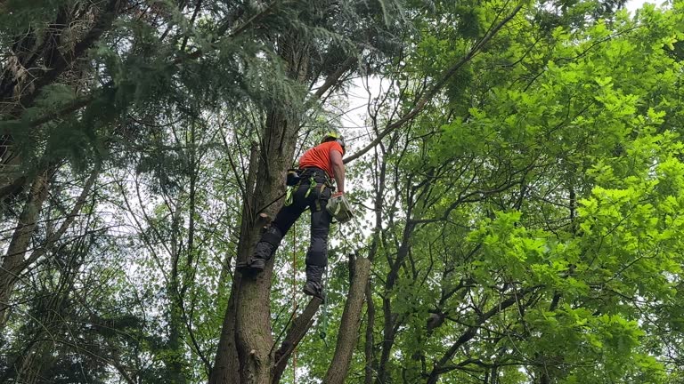 Reliable Tahoka, TX Tree Removal and Landscaping Services Solutions